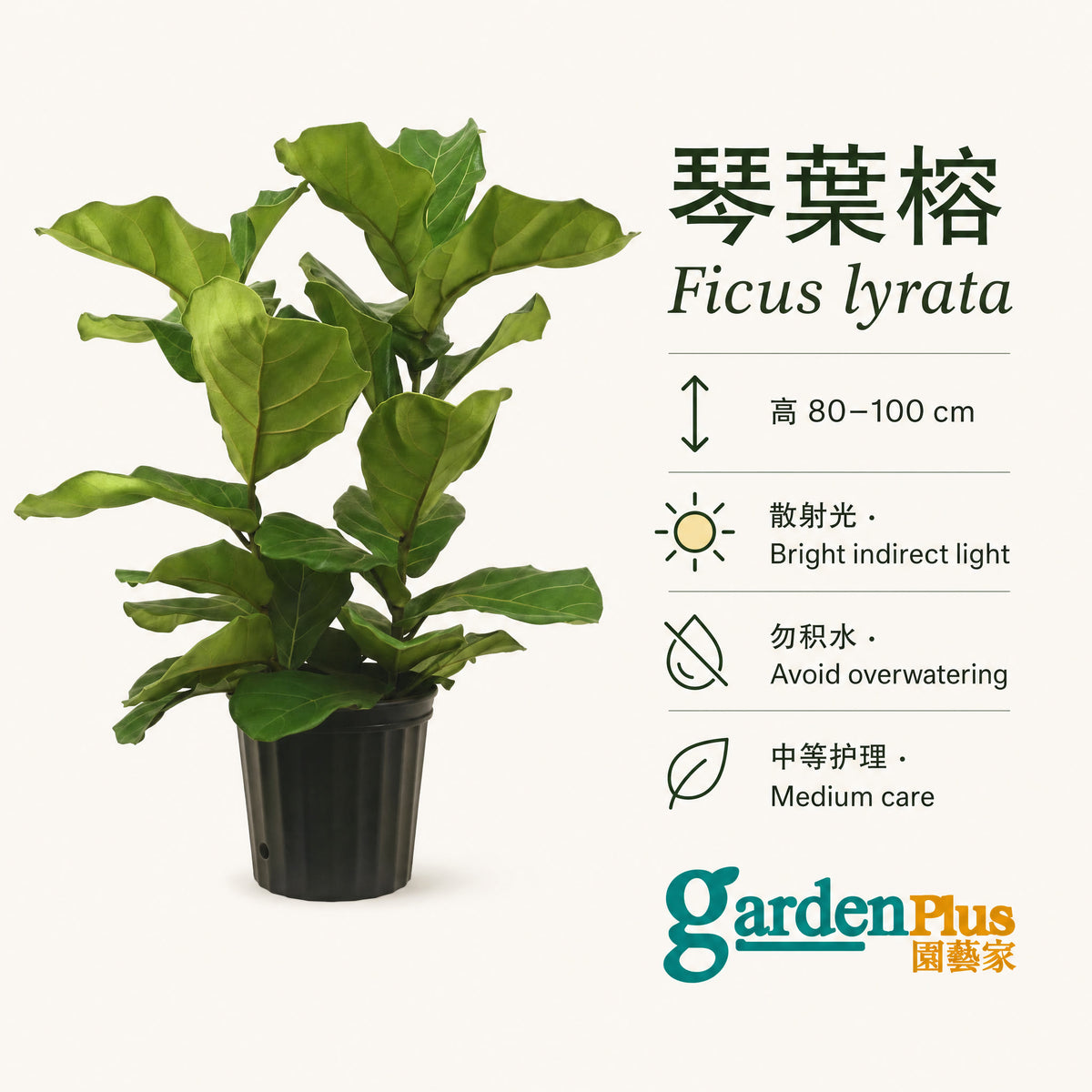 Ficus lyrata — care