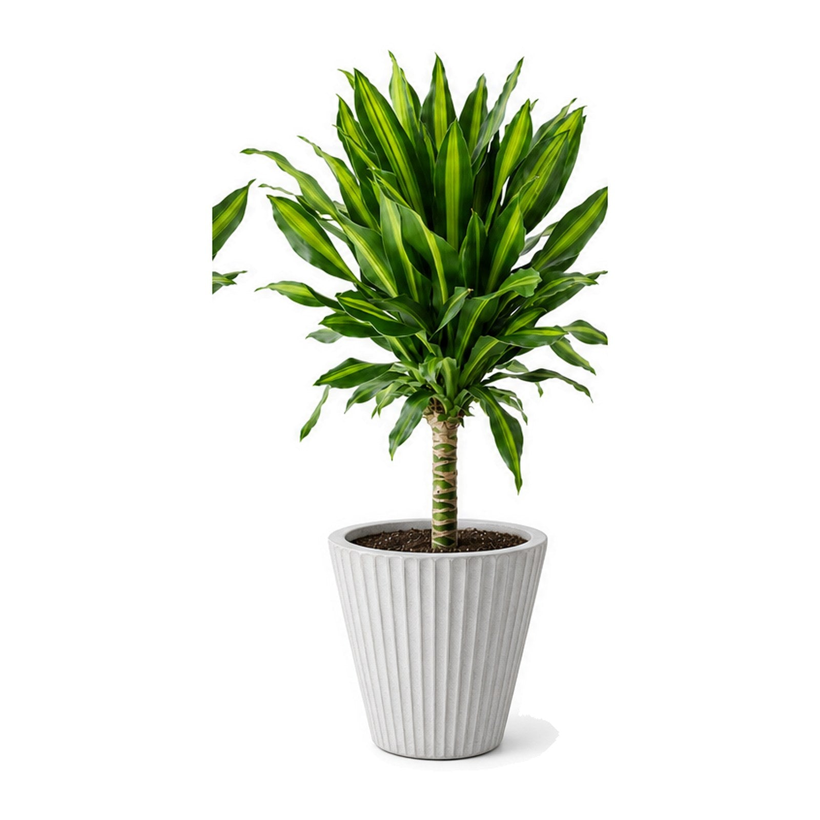 Corn plant in a fluted cement planter