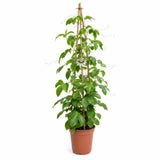 Golden Passion Fruit Tree — main