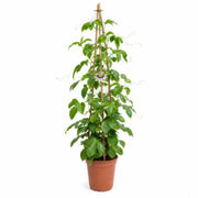 Golden Passion Fruit Tree — main