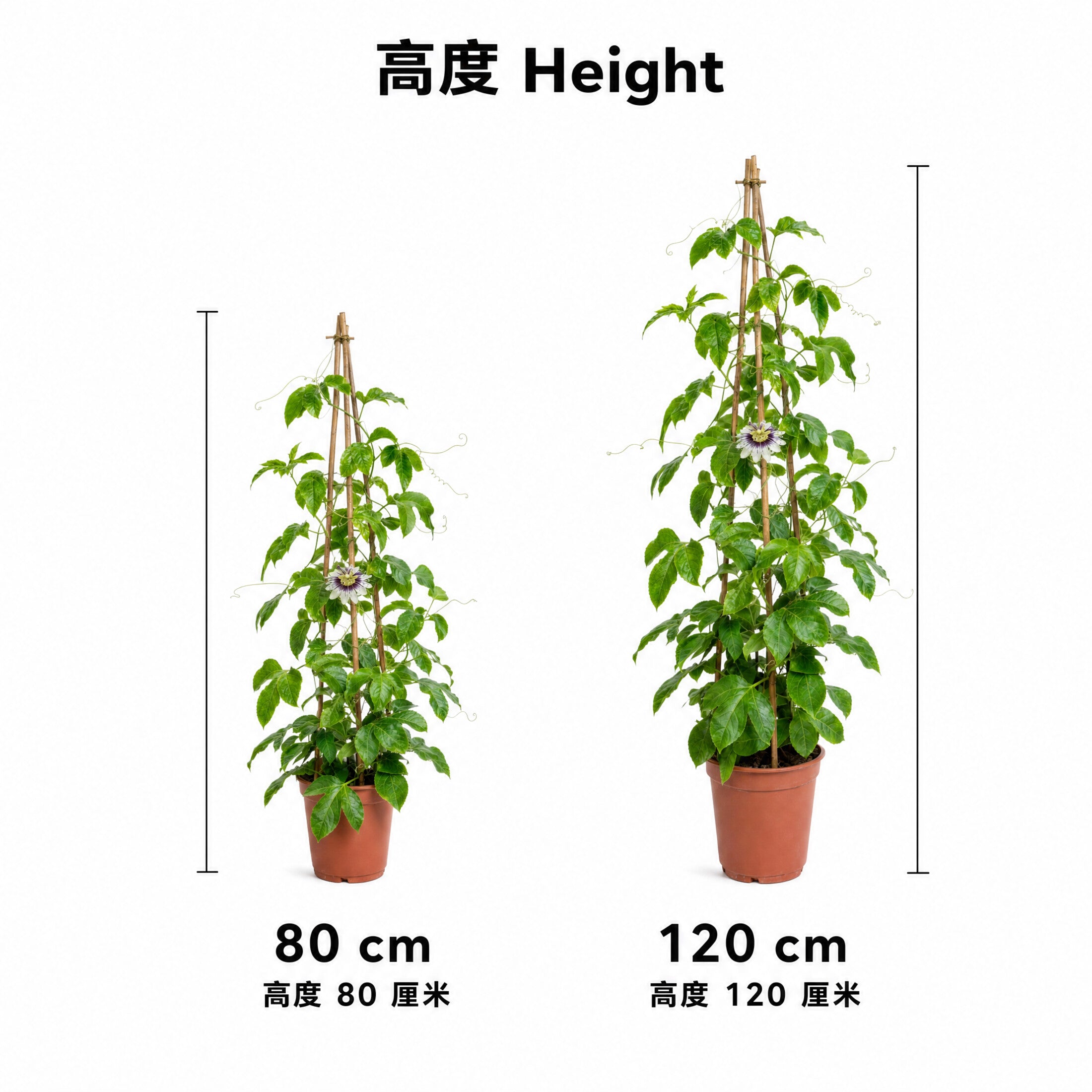 Golden Passion Fruit Tree — size
