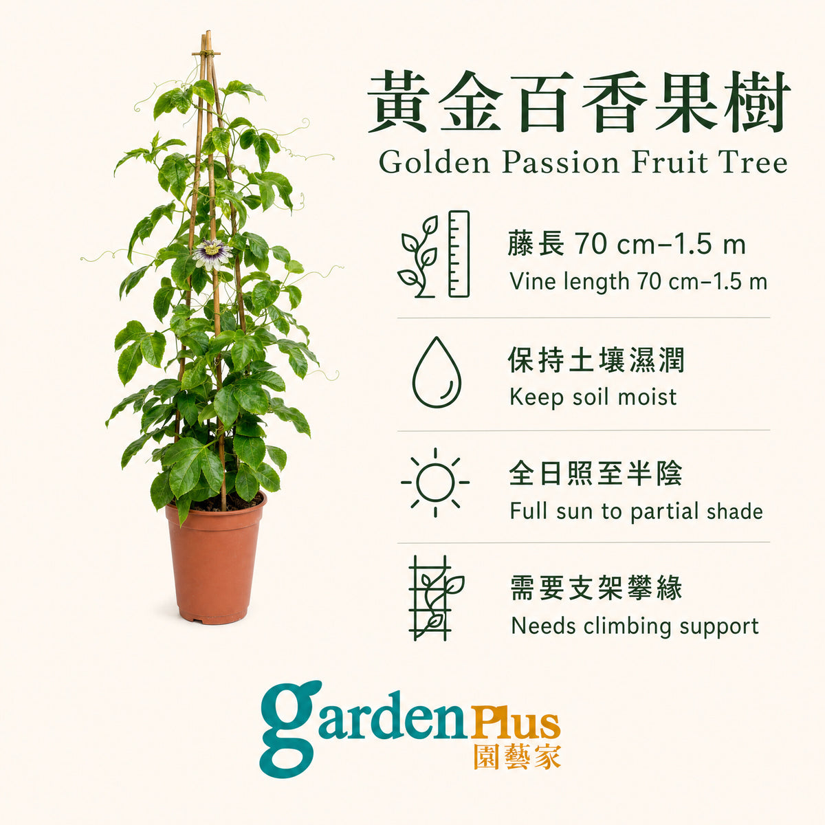 Golden Passion Fruit Tree — care