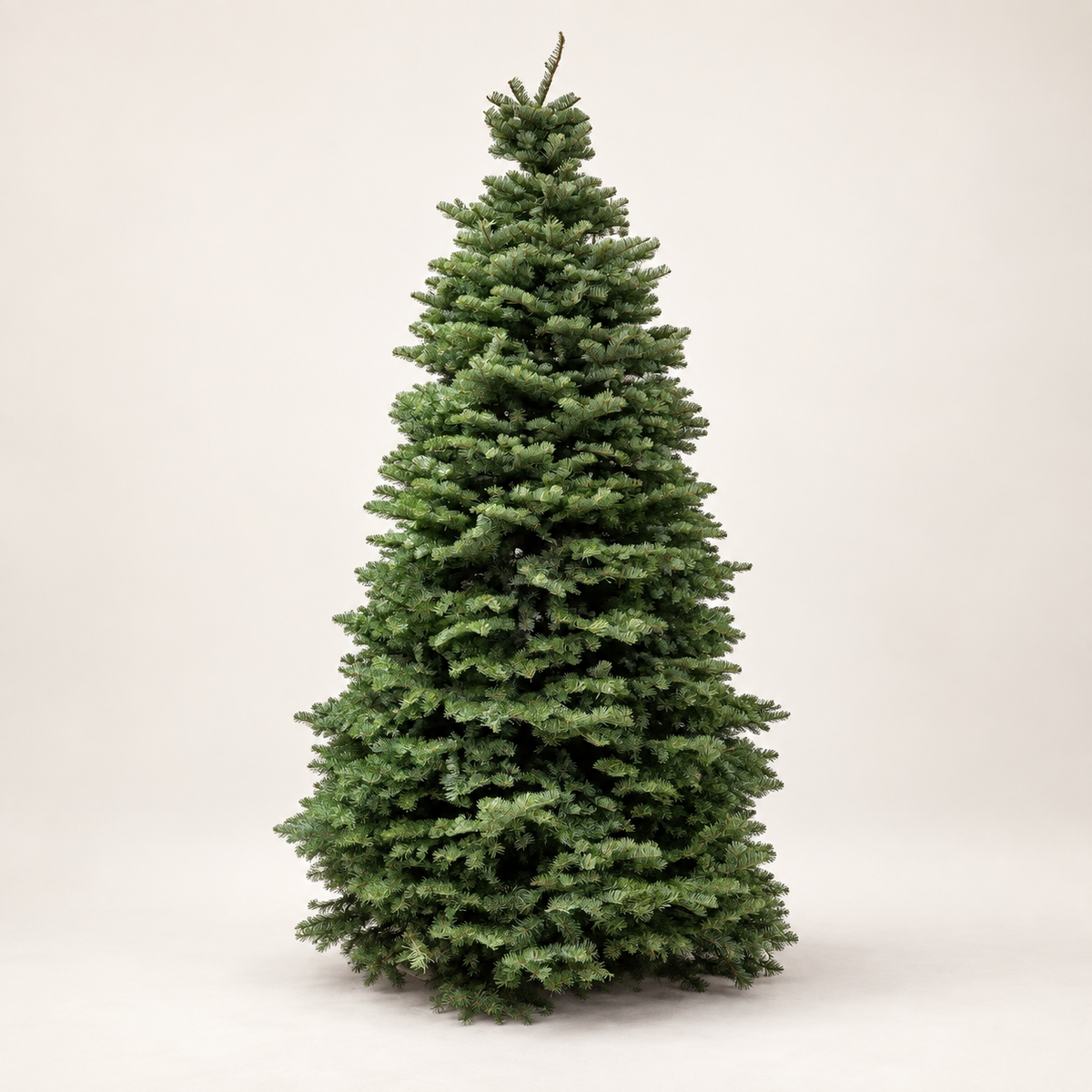 Fresh-cut Noble Fir, full tree