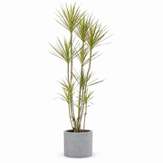 Indoor Multi-Head Dracaena Marginata with cylinder cement — styled visualisation; refer to selected size