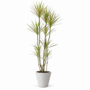 Indoor Multi-Head Dracaena Marginata with fluted cement — styled visualisation; refer to selected size