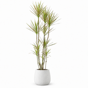 Indoor Multi-Head Dracaena Marginata with line bucket — styled visualisation; refer to selected size