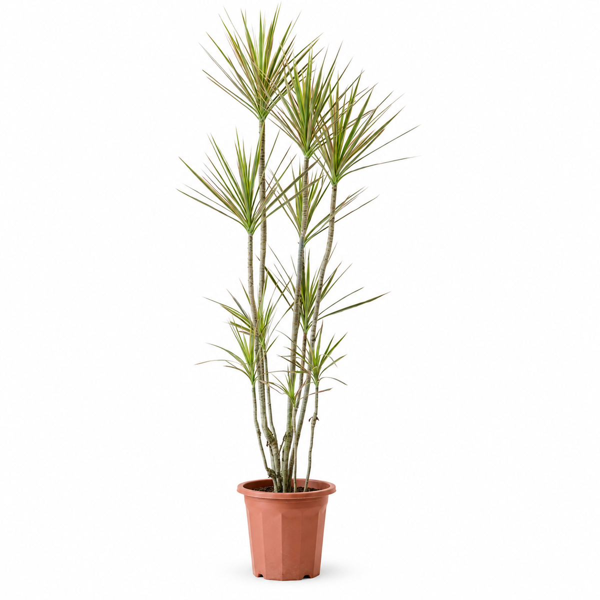 Indoor Multi-Head Dracaena Marginata with plastic pot — styled visualisation; refer to selected size
