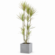 Indoor Multi-Head Dracaena Marginata with square cement — styled visualisation; refer to selected size