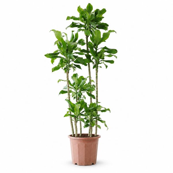 Indoor Threaded Iron Green Plant
