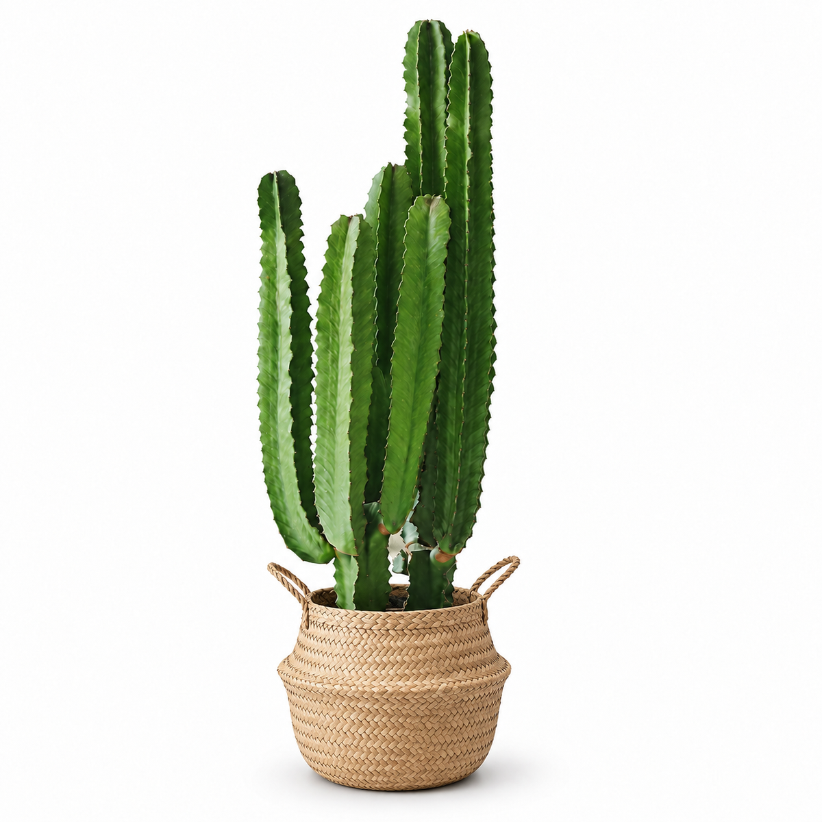 Indoor Succulent Cereus with bamboo basket — styled visualisation; refer to selected size