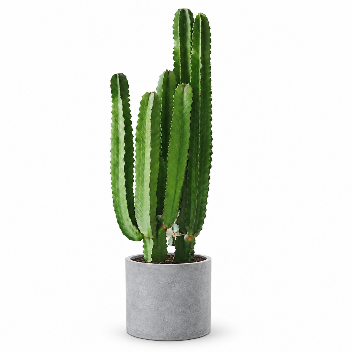 Indoor Succulent Cereus with cylinder cement — styled visualisation; refer to selected size