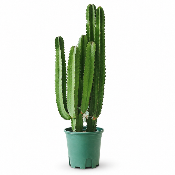 Indoor Succulent Cereus