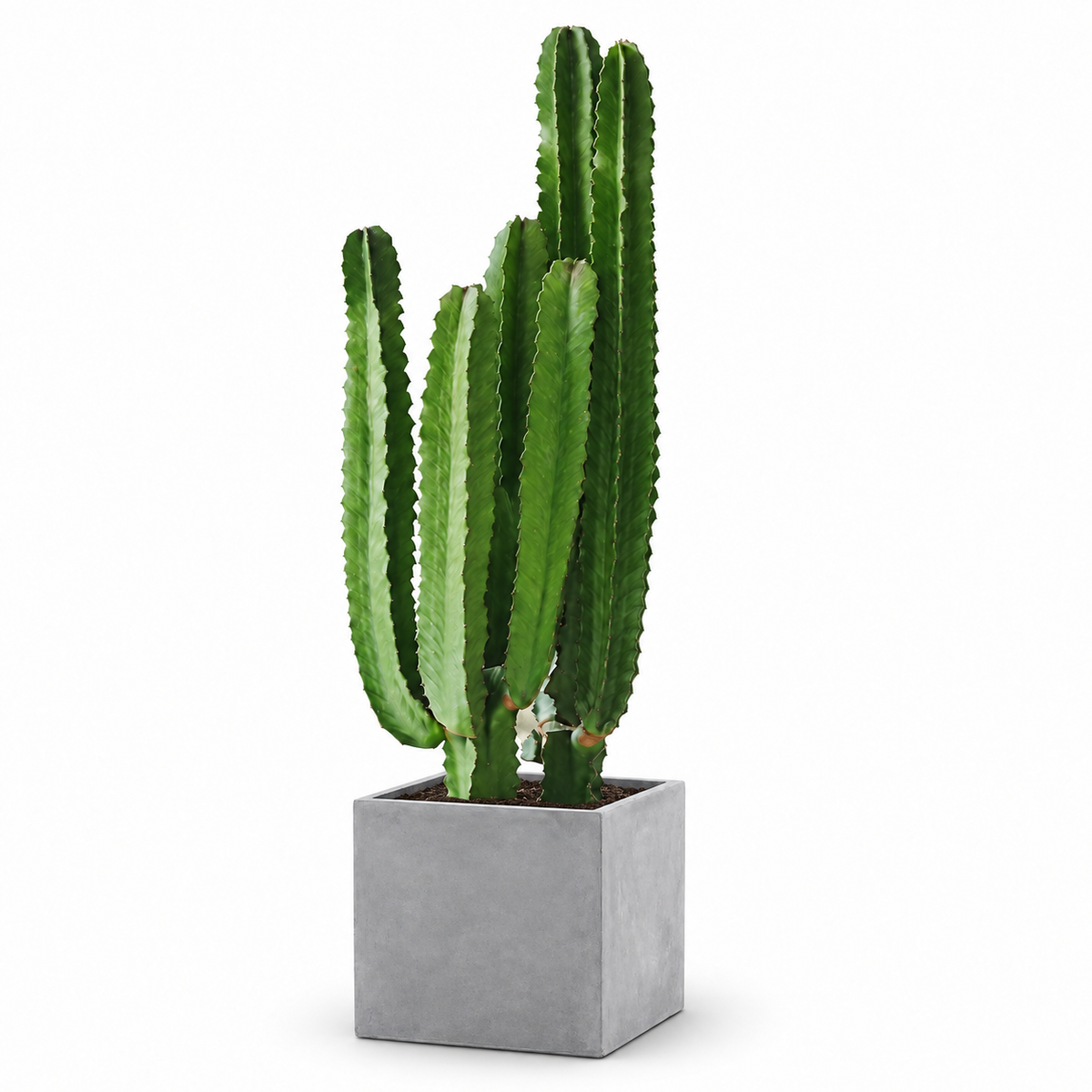 Indoor Succulent Cereus with square cement — styled visualisation; refer to selected size