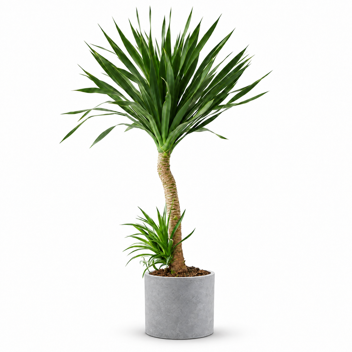 Indoor Dutch Iron Dracaena with cylinder cement — styled visualisation; refer to selected size