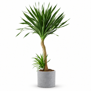 Indoor Dutch Iron Dracaena with cylinder cement — styled visualisation; refer to selected size