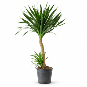 Indoor Dutch Iron Dracaena with plastic pot — styled visualisation; refer to selected size