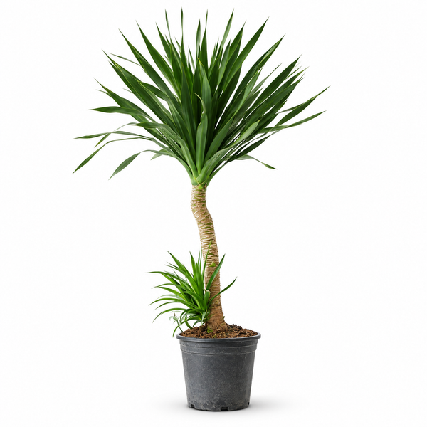 Indoor Dutch Iron Dracaena