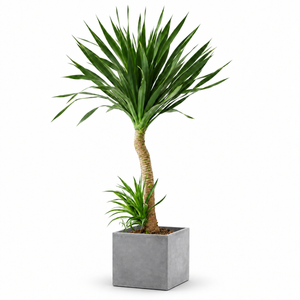 Indoor Dutch Iron Dracaena with square cement — styled visualisation; refer to selected size