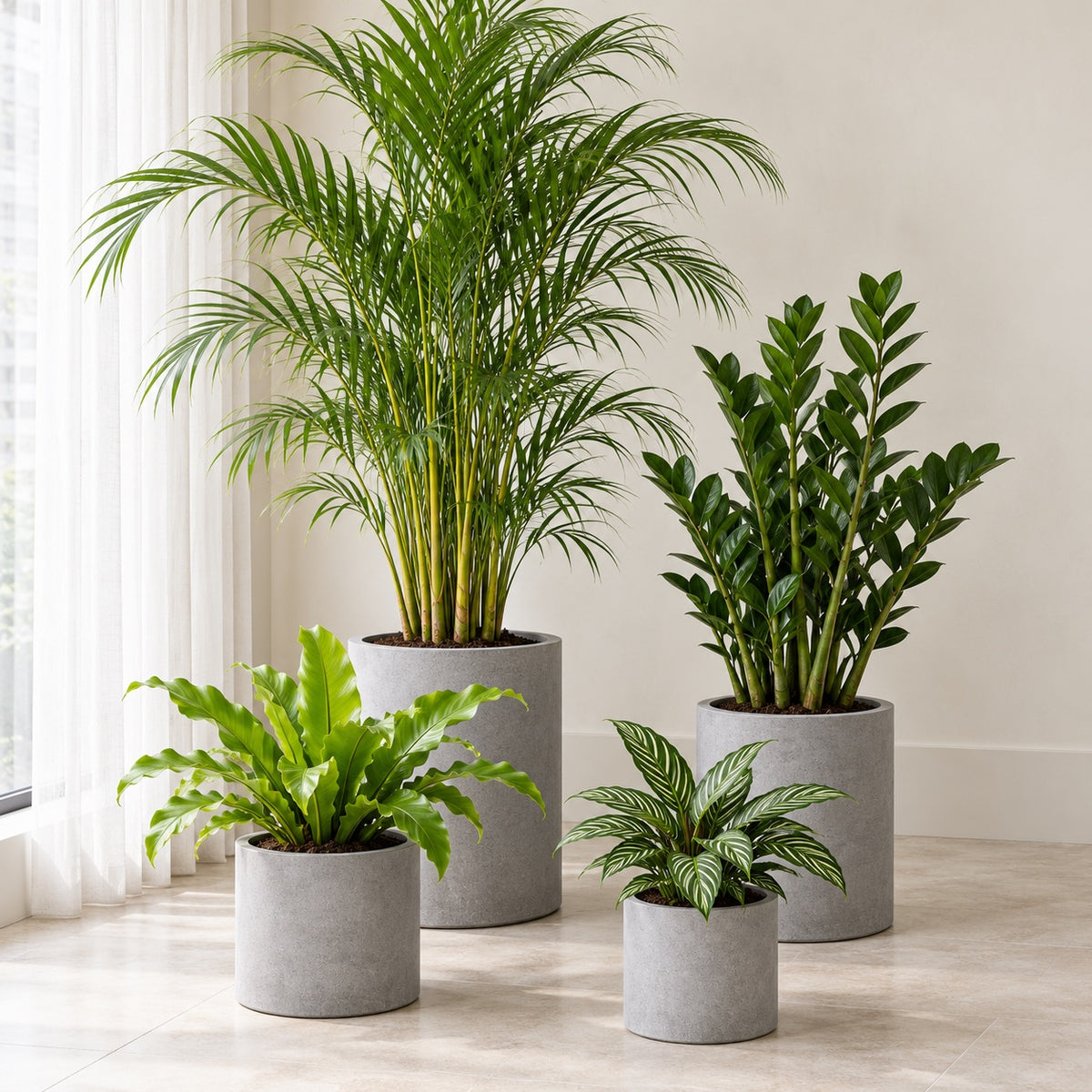 
Four foliage plants in a bright corner: areca palm, ZZ plant, bird’s nest fern and Calathea Vittata; cement planters sold separately