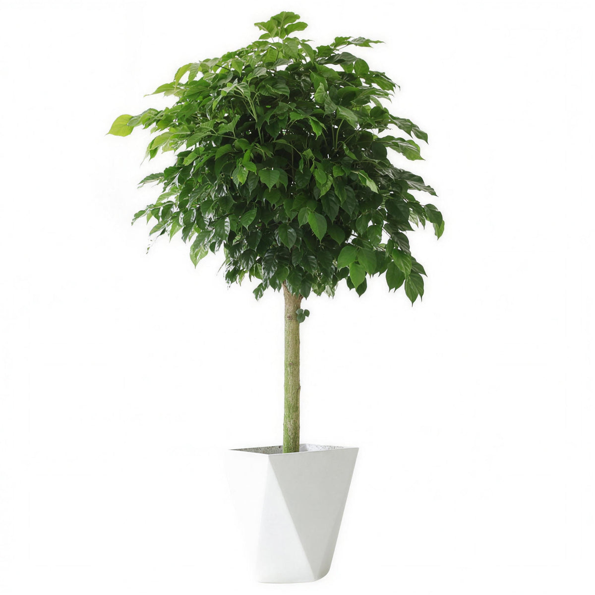 Happiness Tree — main