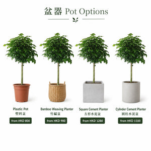 Happiness Tree — pots