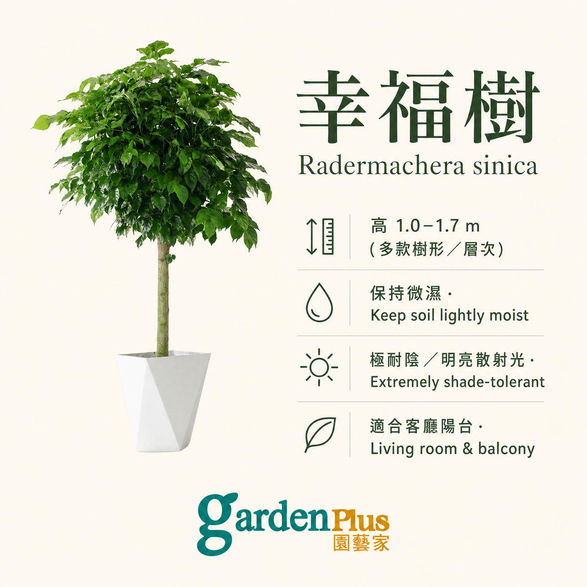 Happiness Tree — care