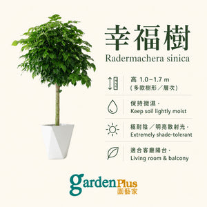 Happiness Tree — care