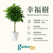 Happiness Tree bright indirect light and watering guide