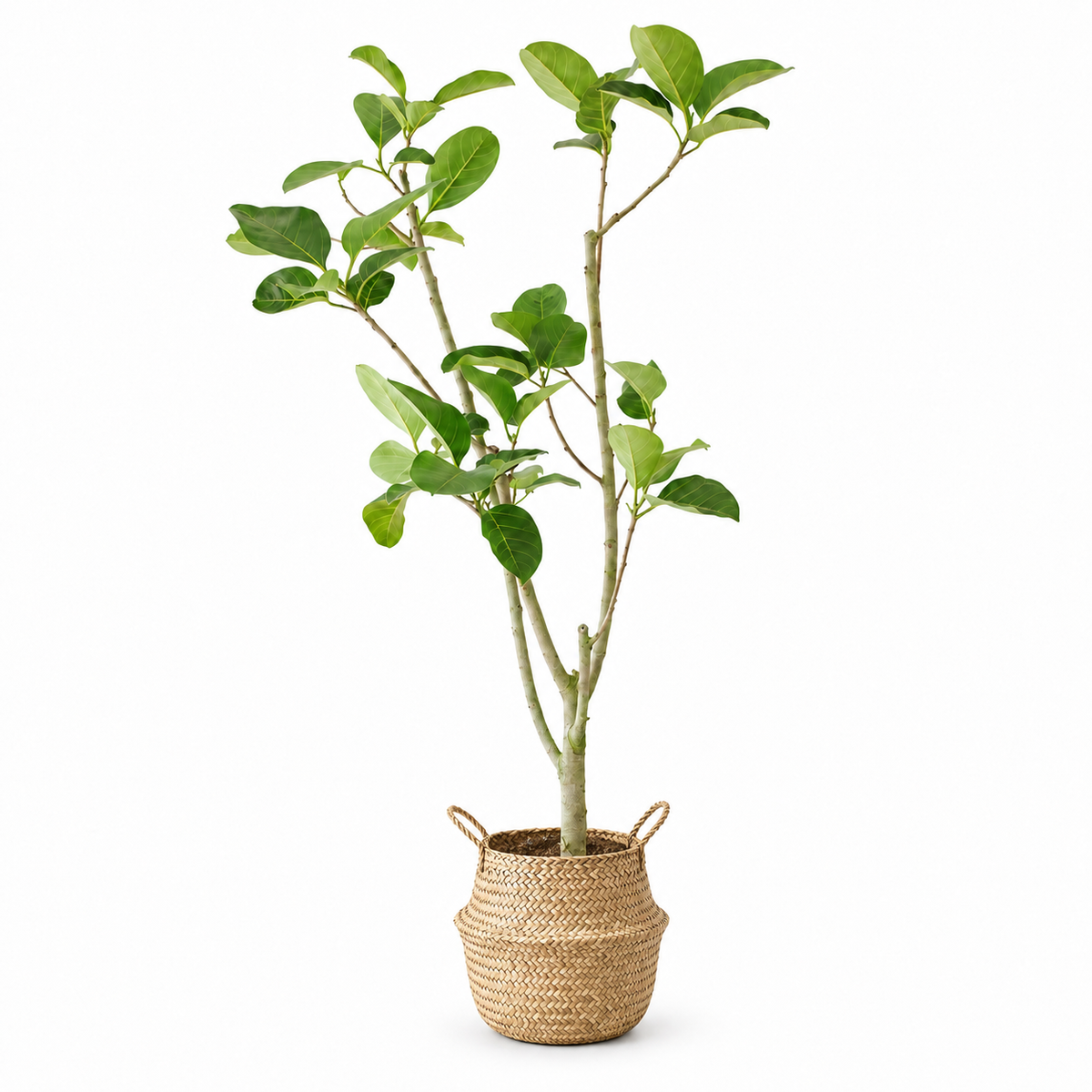 Indoor Ficus Altissima Plant with bamboo basket — styled visualisation; height follows selected option