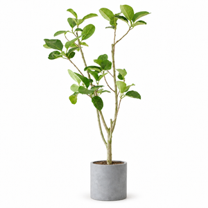 Indoor Ficus Altissima Plant with cylinder cement — styled visualisation; height follows selected option