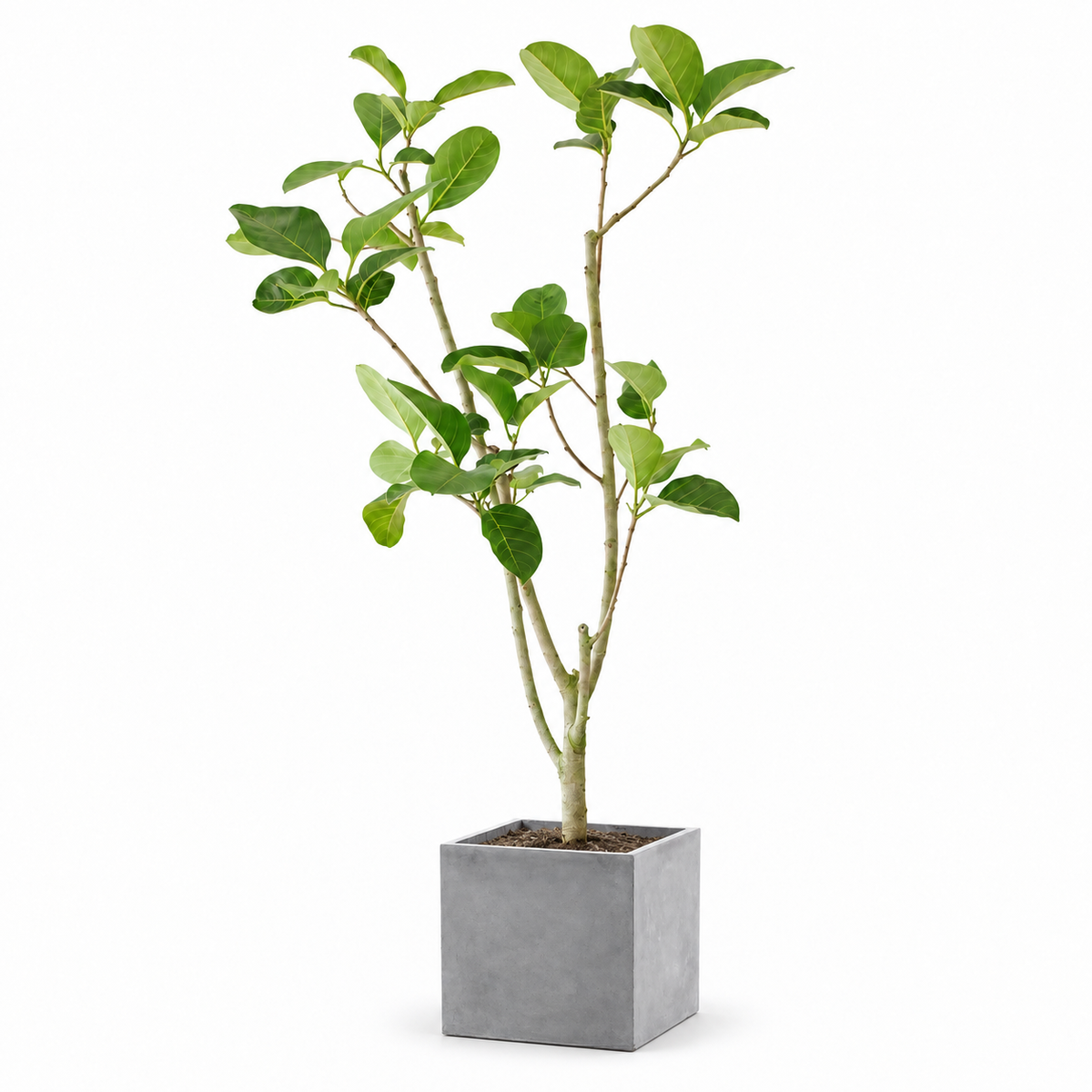 Indoor Ficus Altissima Plant with square cement — styled visualisation; height follows selected option
