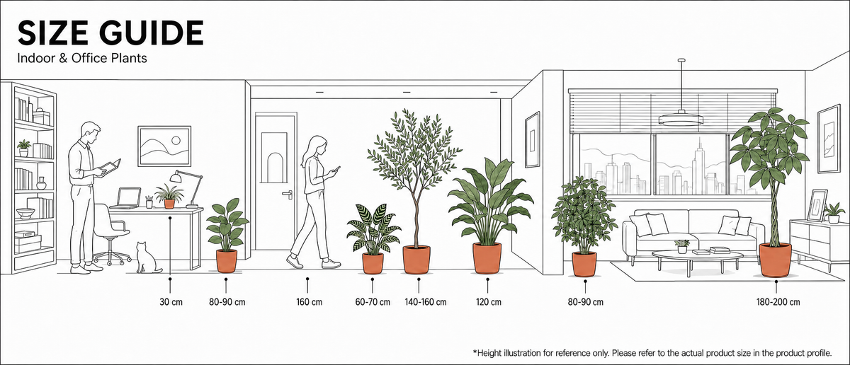 Indoor plants compared with people for scale