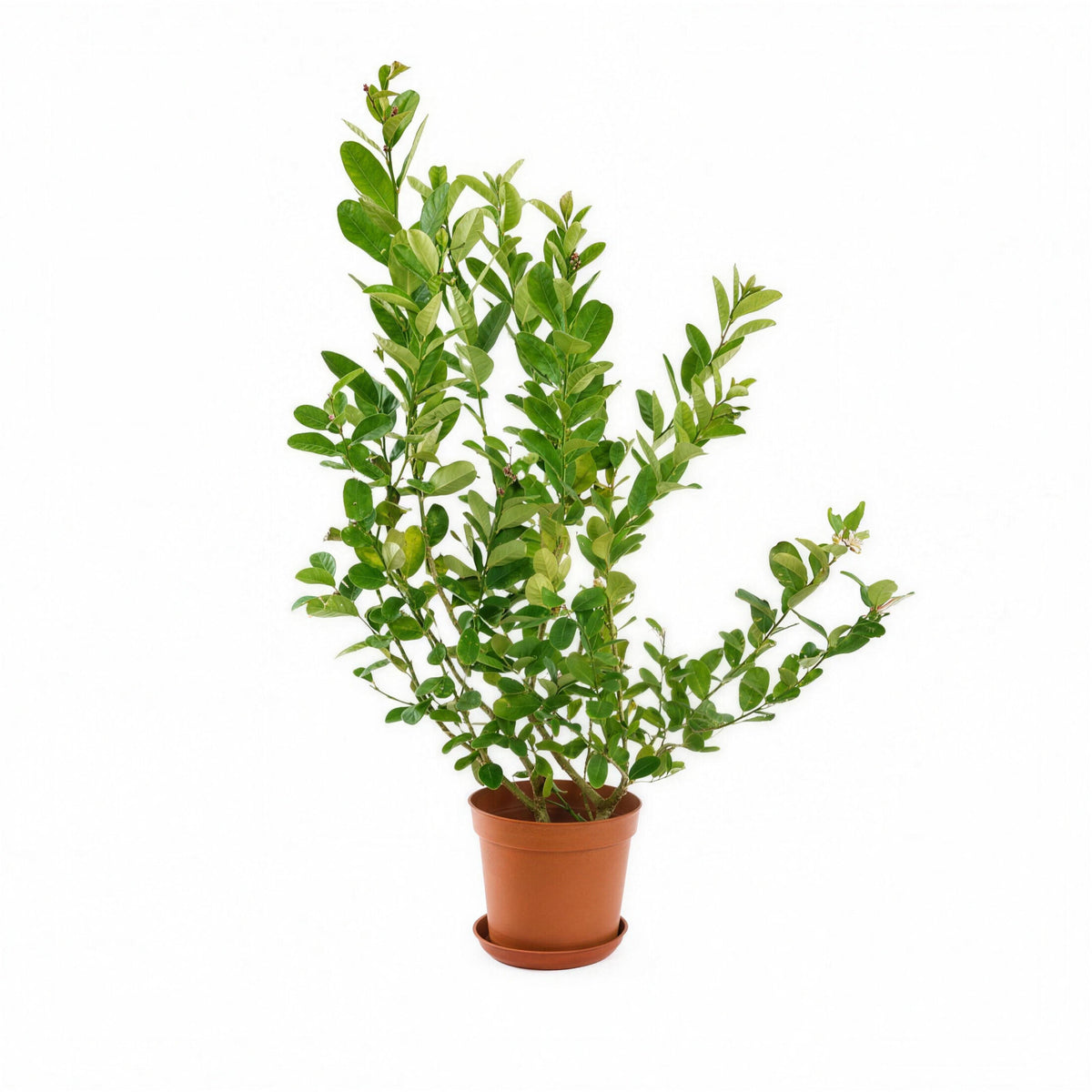 Lemon Tree — main