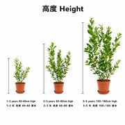 Lemon Tree — size