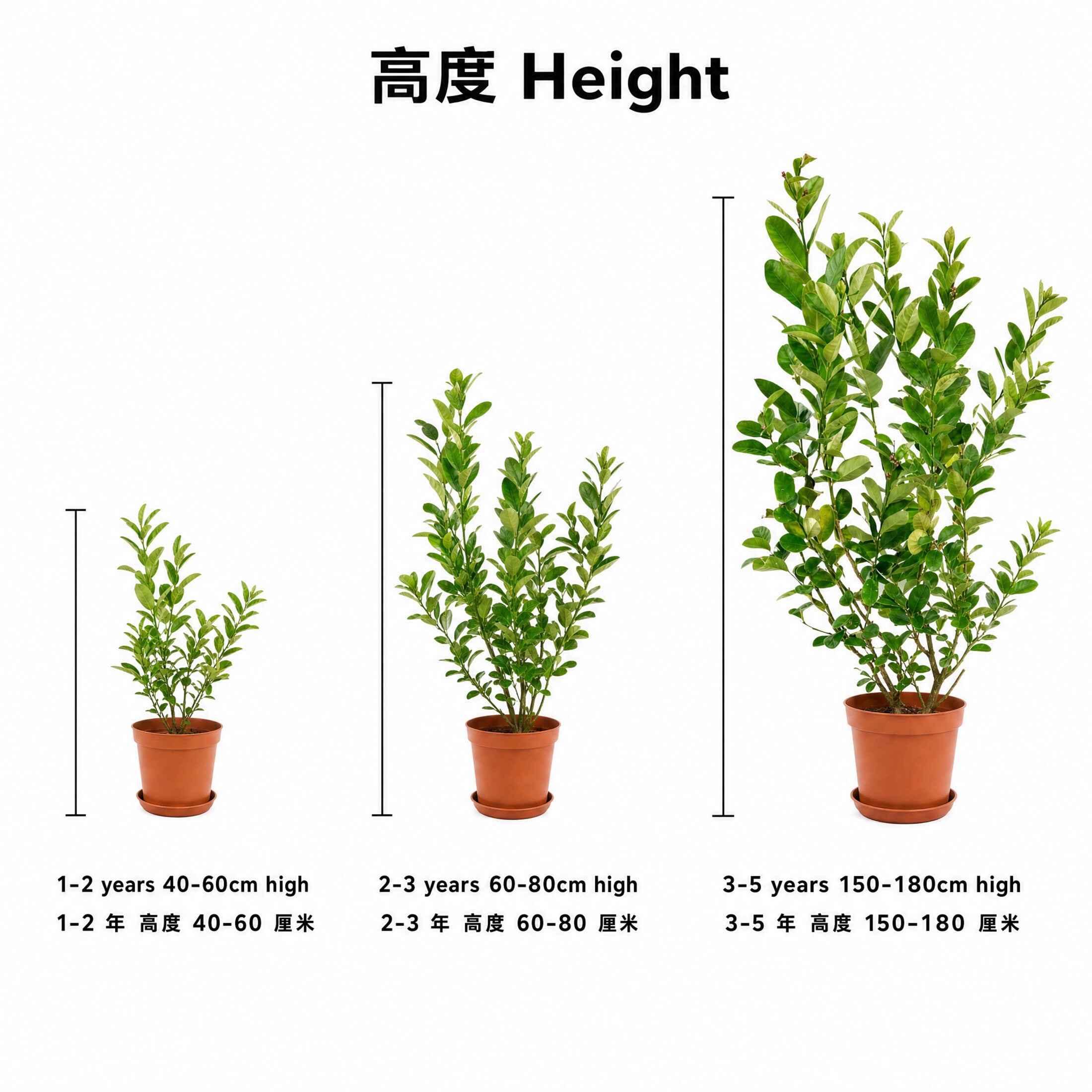 Lemon Tree — size