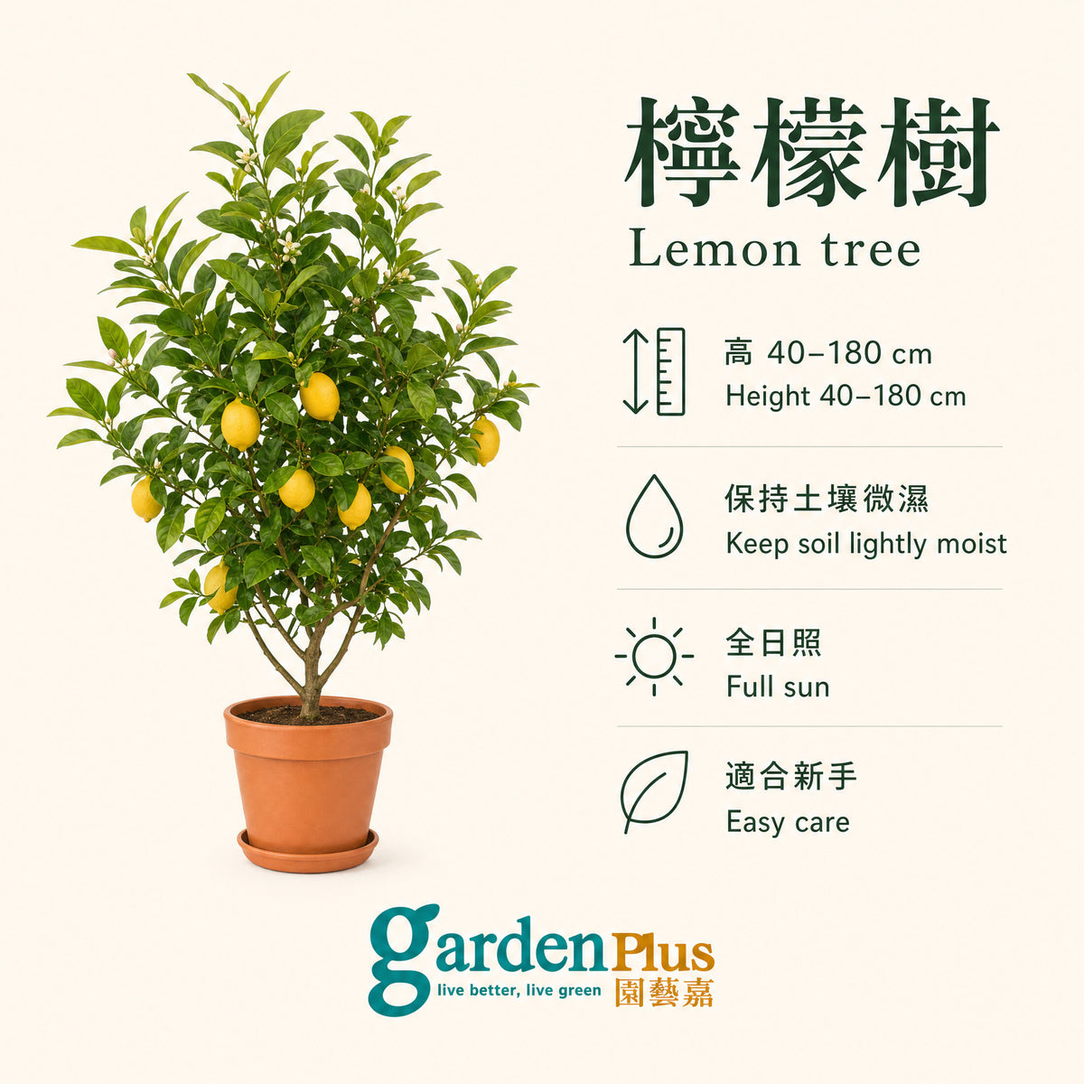 Lemon Tree — care