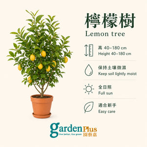Lemon Tree — care