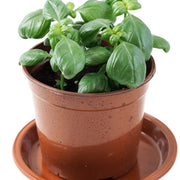 Mediterranean Herb Set