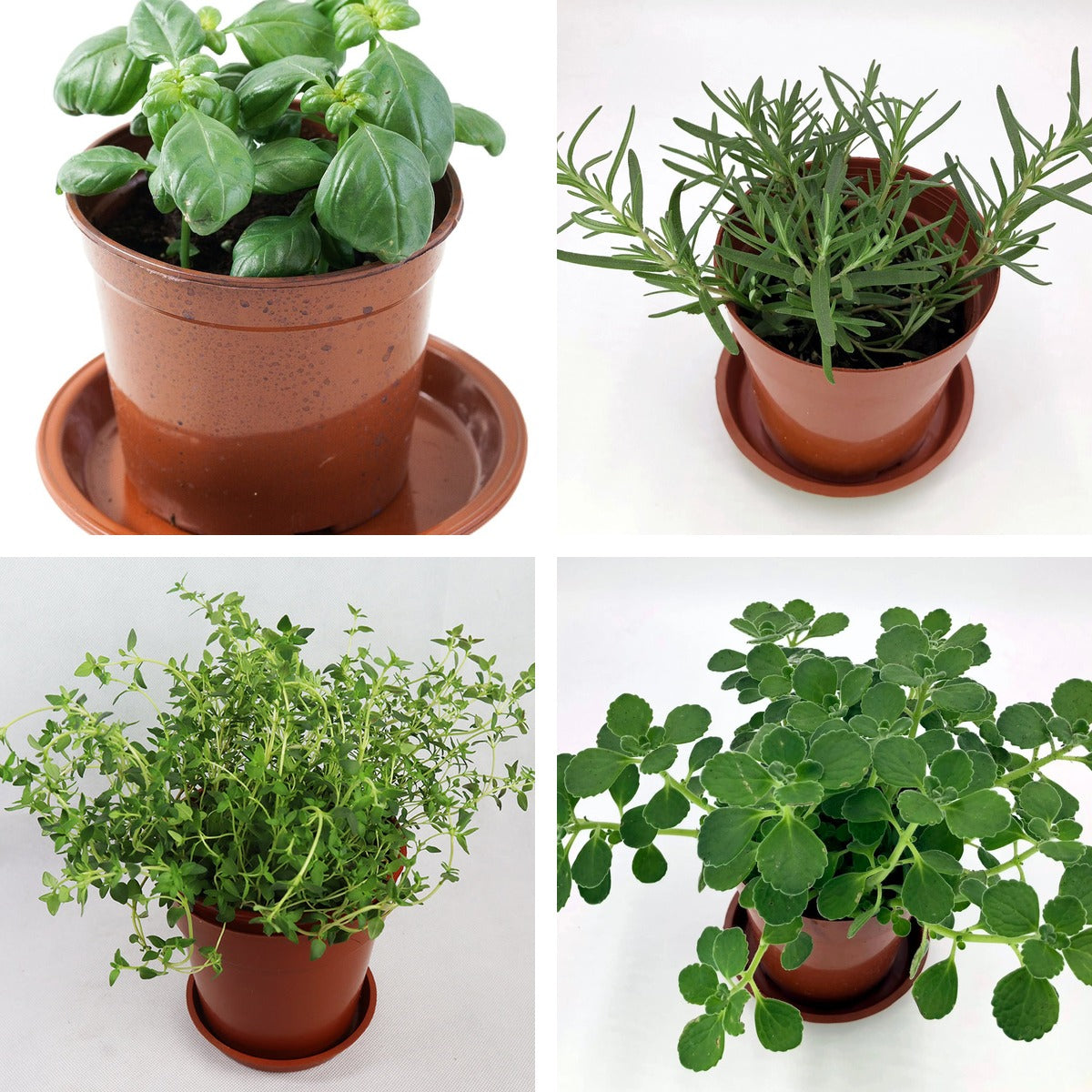 Mediterranean Herb Set