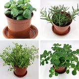 Mediterranean Herb Set