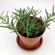 Mediterranean Herb Set