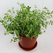Mediterranean Herb Set