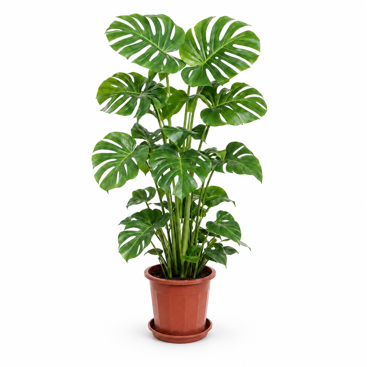 Monstera deliciosa, 130–150 cm display