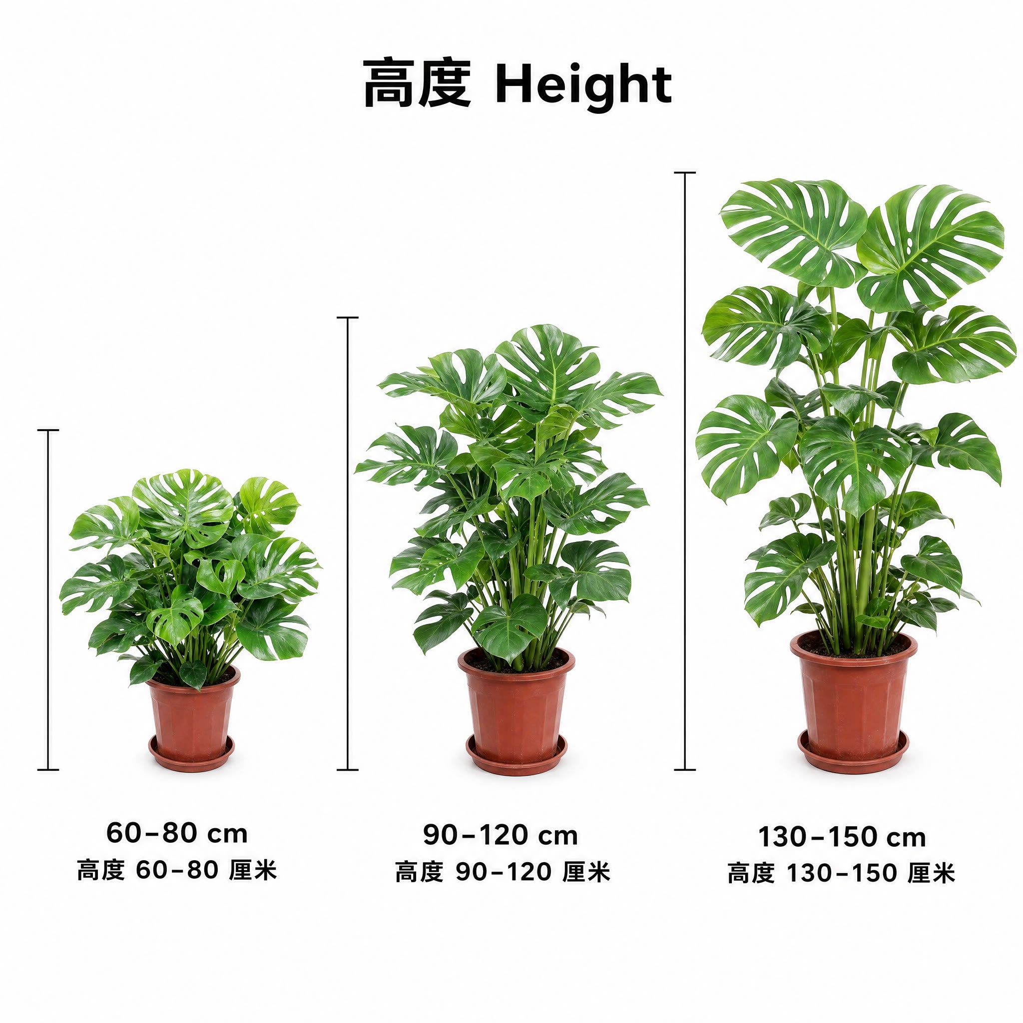 Monstera deliciosa — size