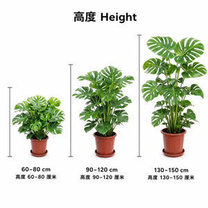 Monstera deliciosa — size