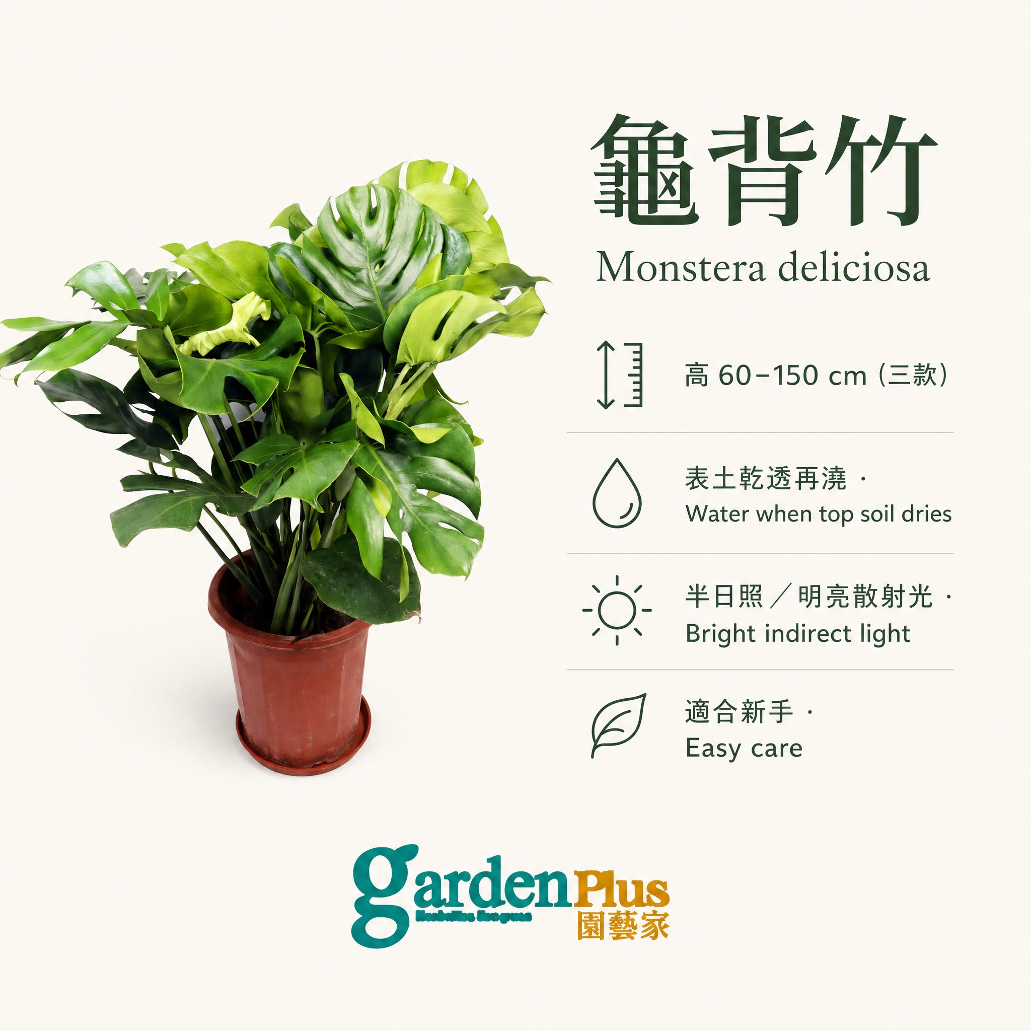 Monstera deliciosa — care