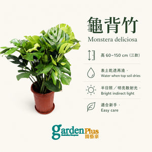 Monstera deliciosa — care