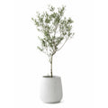Olive Tree — main