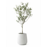 Olive Tree — main