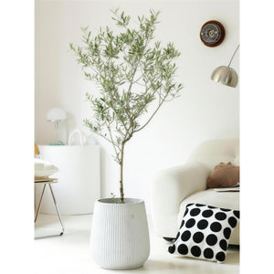 Olive Tree — lifestyle